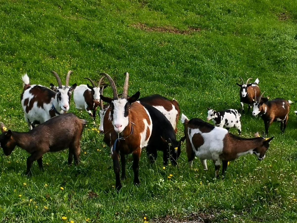 Wieserhof Tirol Oetz Exteriér fotografie